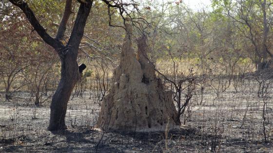 Termitenhaufen wallpaper