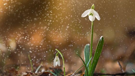 Snowdrops Emerging in a Misty Spring Glow wallpaper