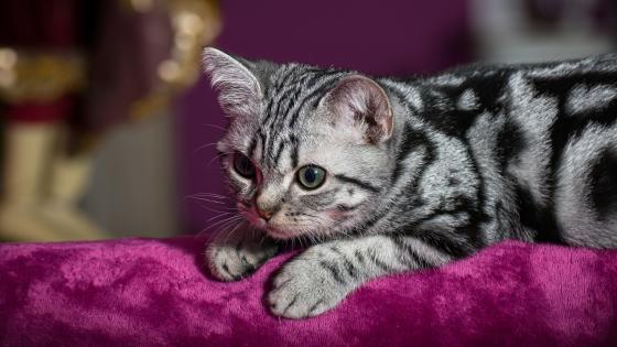 Adorable Silver Tabby Cat - backiee