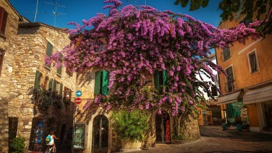 Flowering Bougainvillea at Sirmione wallpaper