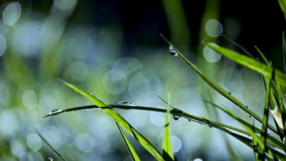 Wet grass wallpaper