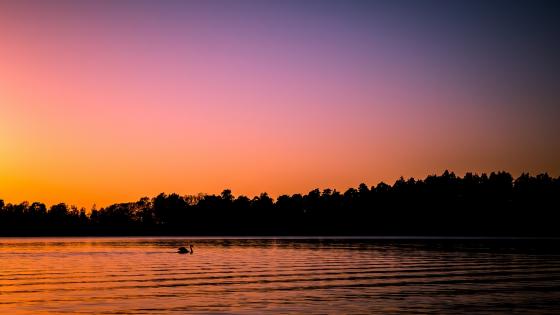 Serene Sunset over Tranquil Lake with Graceful Swan - backiee
