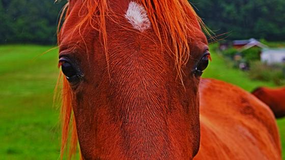 Majestic Close-Up of a Horse’s Face wallpaper