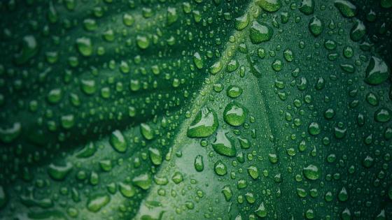 Wet leaf wallpaper