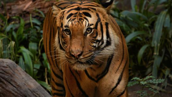 Majestic Tiger Stalking through the Jungle wallpaper