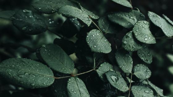 Dew on Emerald Foliage wallpaper