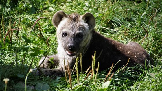 Hyena cub wallpaper