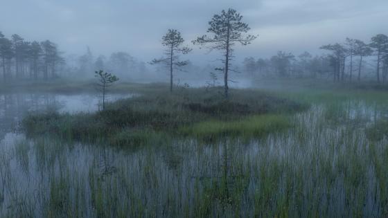 Misty Morning in the Wetlands wallpaper