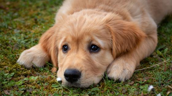 Puppy Relaxing in Garden wallpaper