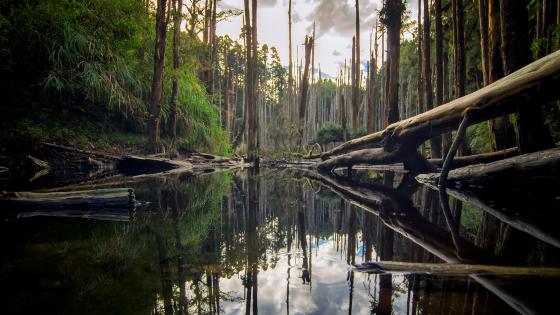 Nature's Serenity: Reflective Woodland Scene wallpaper
