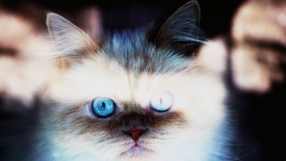 Cat wallpapers - backiee