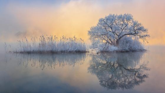 Misty Winter Reflection wallpaper
