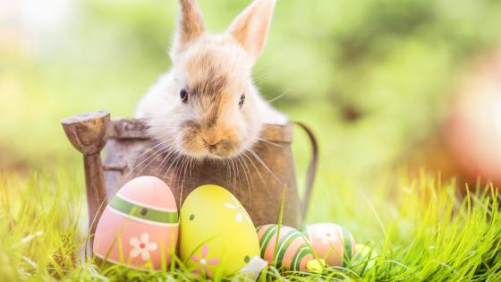 Easter Bunny's Delightful Day wallpaper