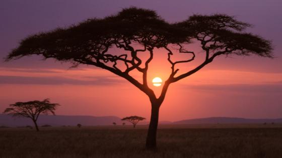 Safari Sunset, Maasai Mara, Kenya wallpaper