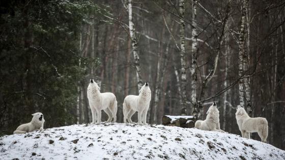 Howling pack of white wolves wallpaper