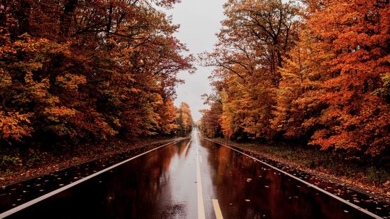 After rain wallpaper