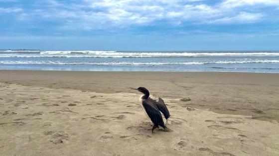 Wallpaper from animals category