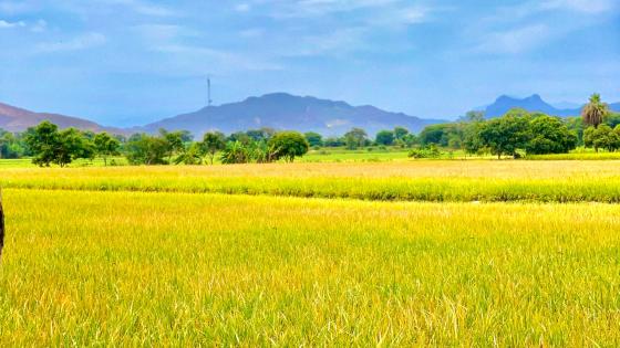 Golden Fields Under a Clear Sky wallpaper