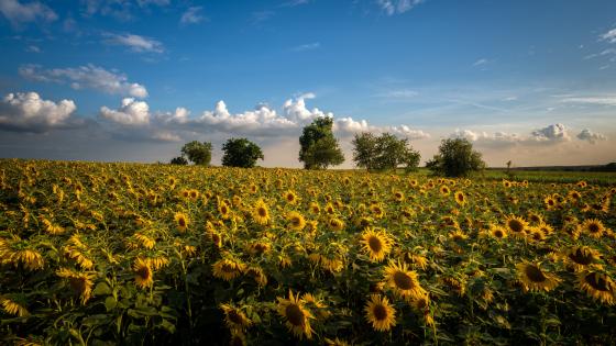 Sunflower field wallpaper
