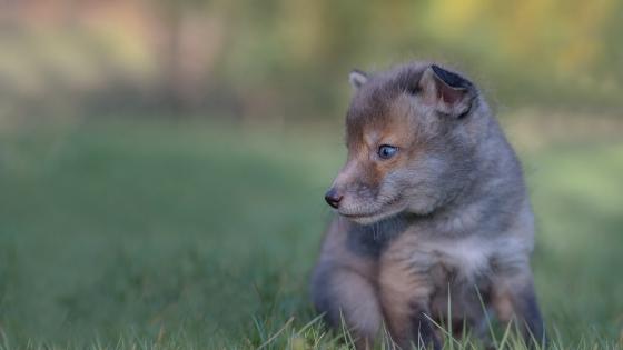Foxbear Cub Adorable Fox Cub in Nature's Embrace - backiee