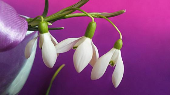 Delicate Snowdrop Blossoms Enhance Your Space wallpaper