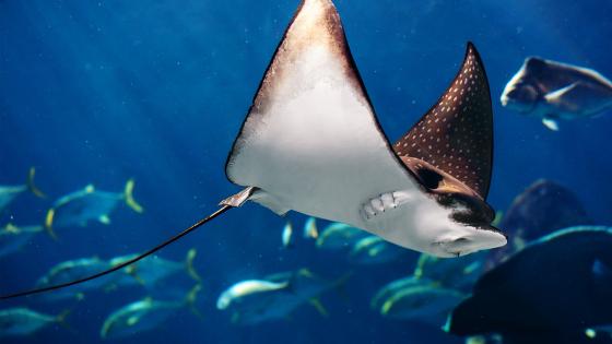 Majestic Manta Ray Swimming Gracefully Underwater wallpaper