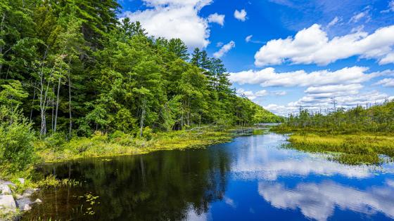 Tranquil Bayou Bliss with Blue Skies wallpaper