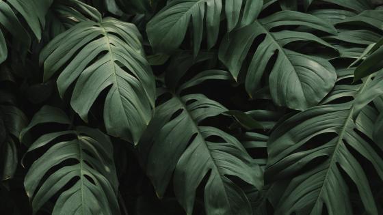 Lush Tropical Leaf Canopy wallpaper