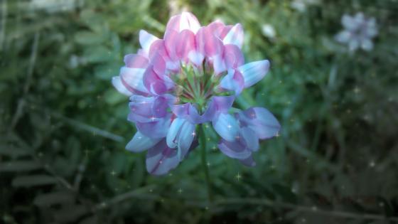 Magical flower - backiee