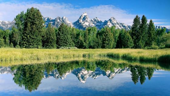 Grand Teton Reflections in Pristine Wilderness - backiee