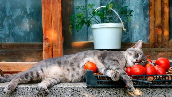 Sleeping Cat's Cozy Tomato Nap wallpaper