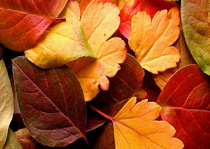 Autumn Moods wallpapers