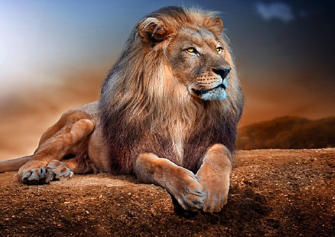 Big Cats wallpapers