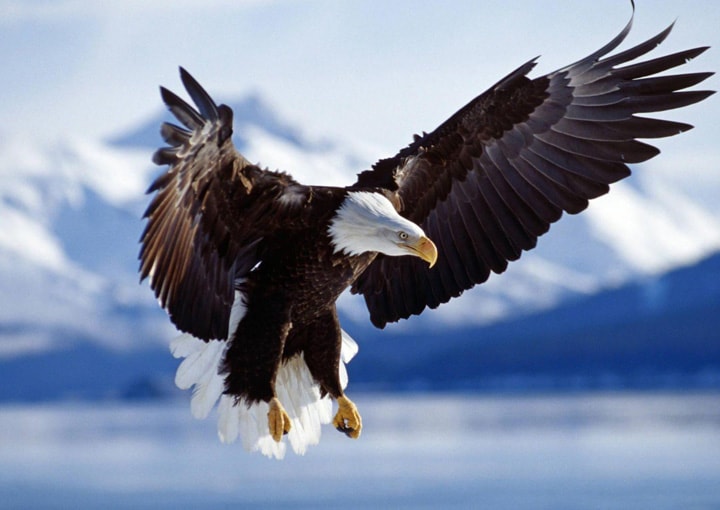 Birds wallpapers