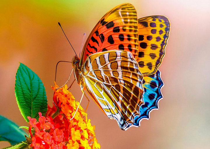 Wonderful Butterflies wallpapers