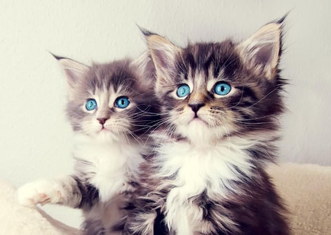 Kittens wallpapers