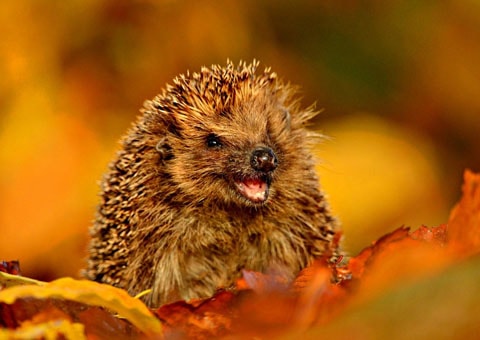 Cute Animals wallpapers
