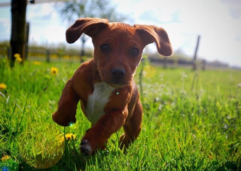 Dogs wallpapers