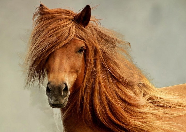 Horses wallpapers
