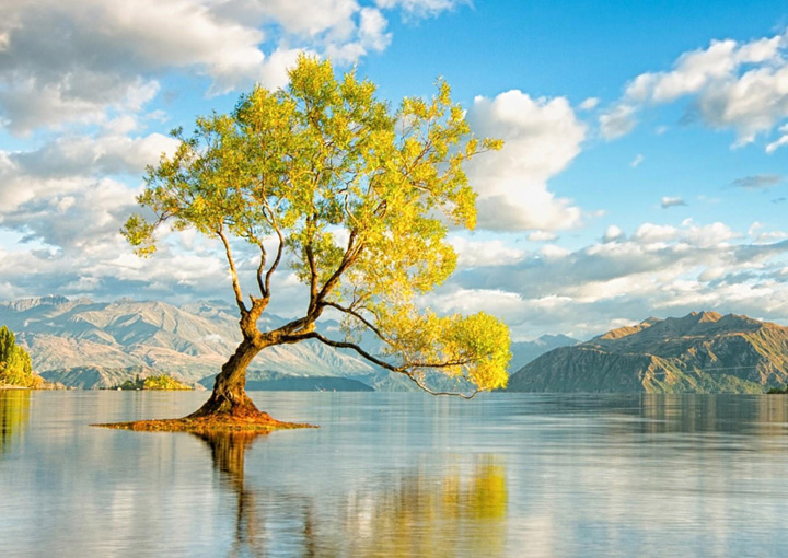 Lonely Trees wallpapers
