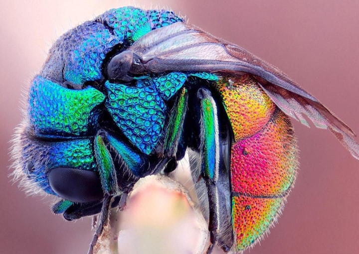 Macro Pictures wallpapers