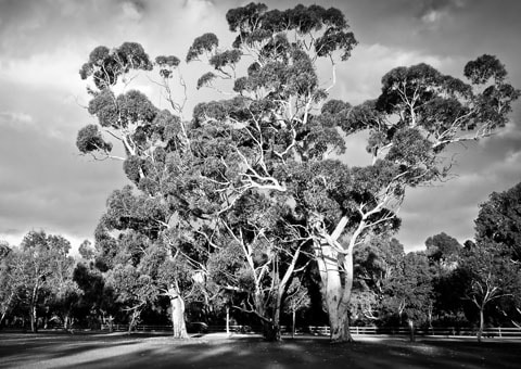 Black & White wallpapers