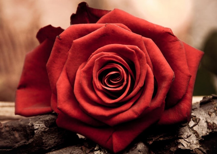 Stunning Roses wallpapers