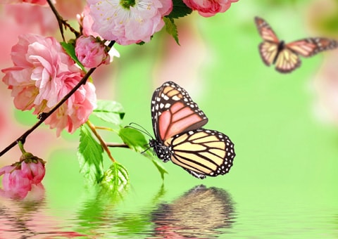 Spring wallpapers