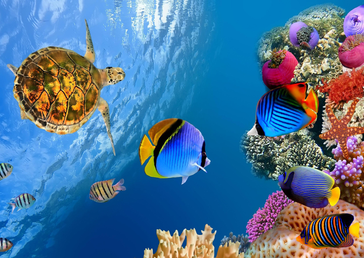Underwater Life wallpapers