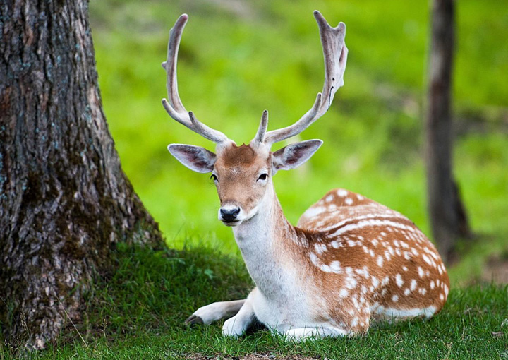 Wildlife wallpapers