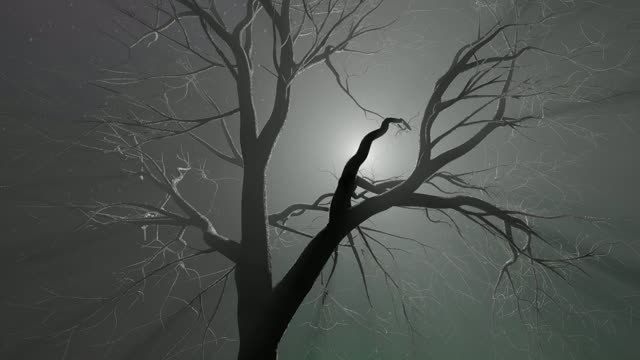 Misty tree live wallpaper