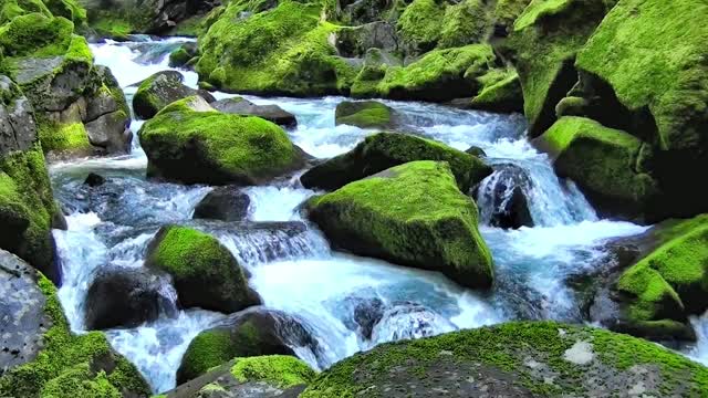 Peaceful mossy stream in a green forest live wallpaper
