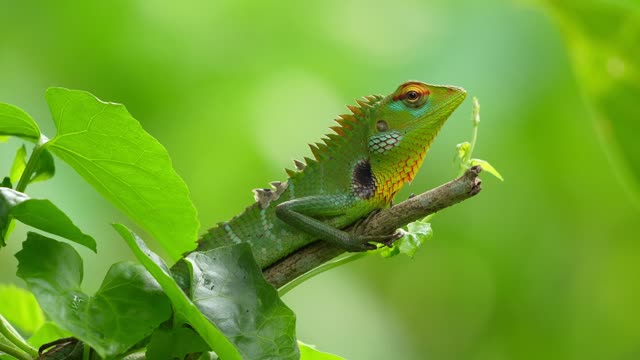 Bright green chameleon on fresh leaf live wallpaper