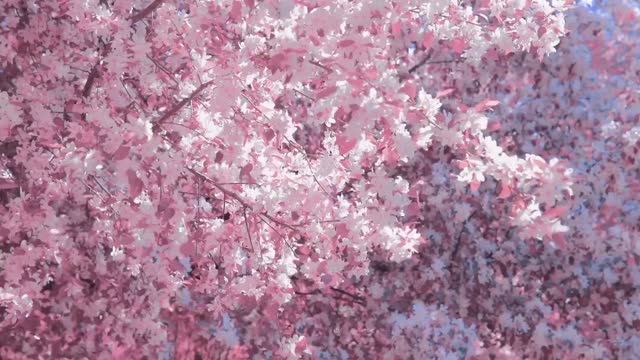 Close-up of cherry blossoms live wallpaper